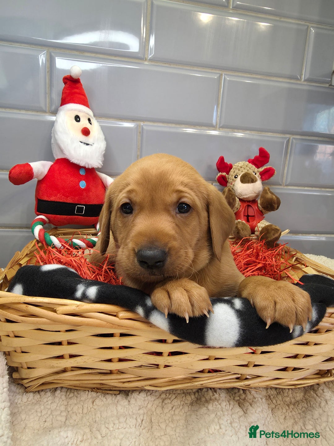 Labrador Retriever dogs for sale: Stunning Fox Red Labrador - Available 9th Jan - Advert 9