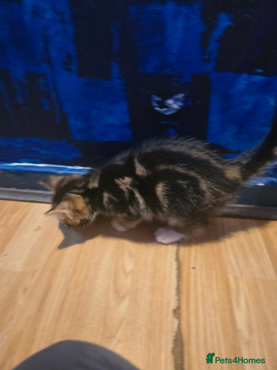 Bengal cats for sale: Very cute Mixed bengal kittens (4 males) - Image 3