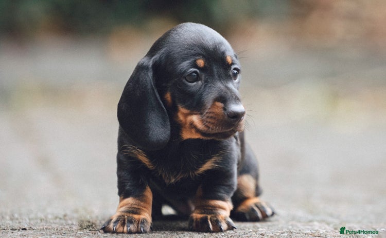 Miniature Dachshund dogs - Advert 4