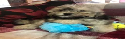Shihpoo dogs for sale: shihpoo puppies for sale  - Advert 11