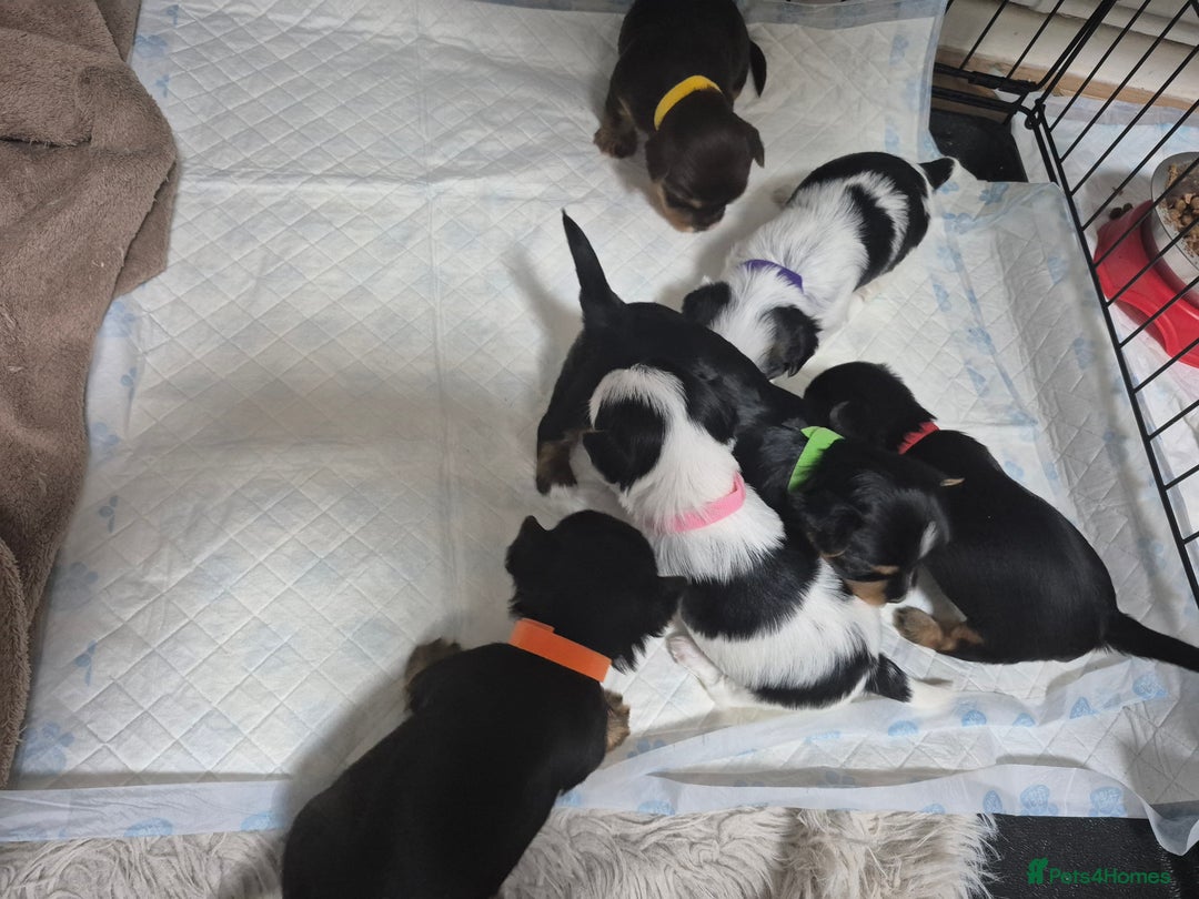 Biewer Terrier dogs for sale: Biewier terrier  - Image 23