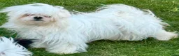 Mixed Breed dogs for sale: *Korean* Maltease - Advert 1