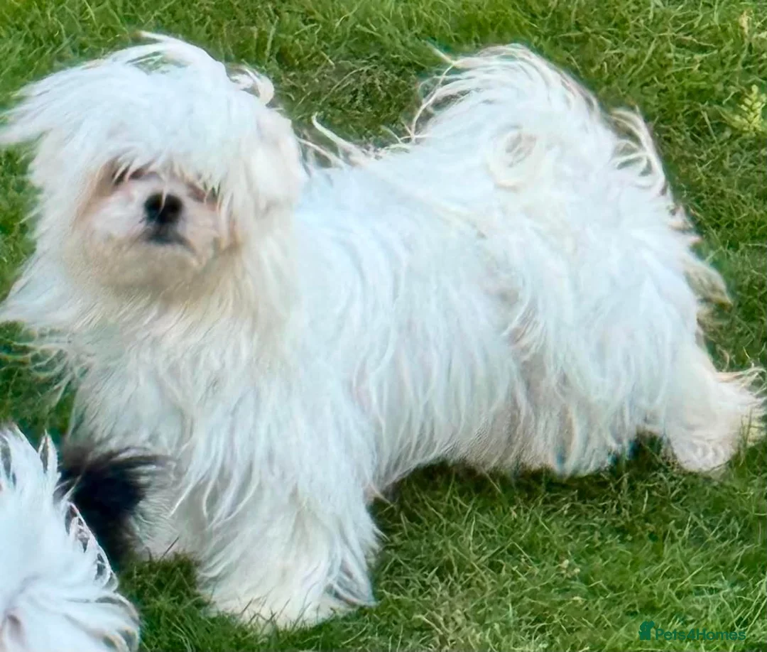 Mixed Breed dogs for sale: *Korean* Maltease - Advert 1