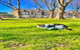 American Shorthair cats for sale: Leo & Levy - Image 2