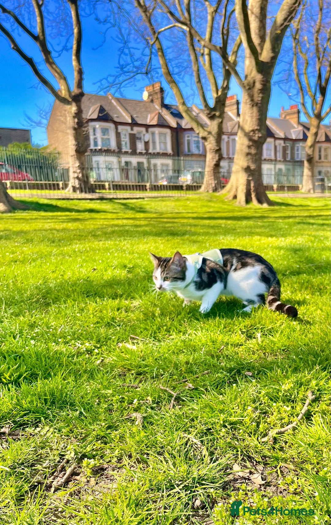 American Shorthair cats for sale: Leo & Levy - Image 2