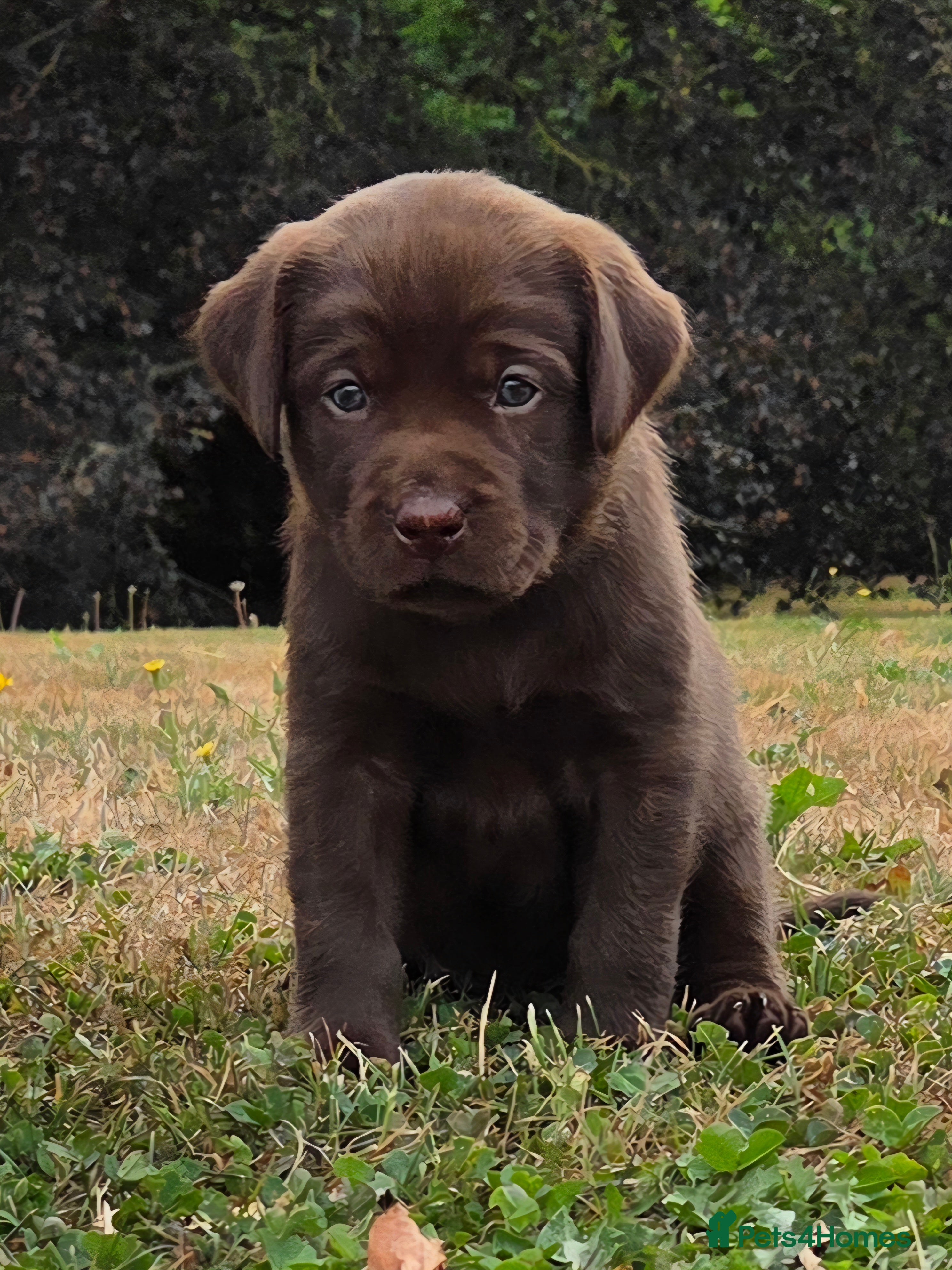 Labrador Retriever dogs KC registered, Chocolate Labrador Puppies - Advert 2