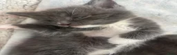 Ragcoon cats for sale: Ragdoll cross maincoon kittens  - Advert 3