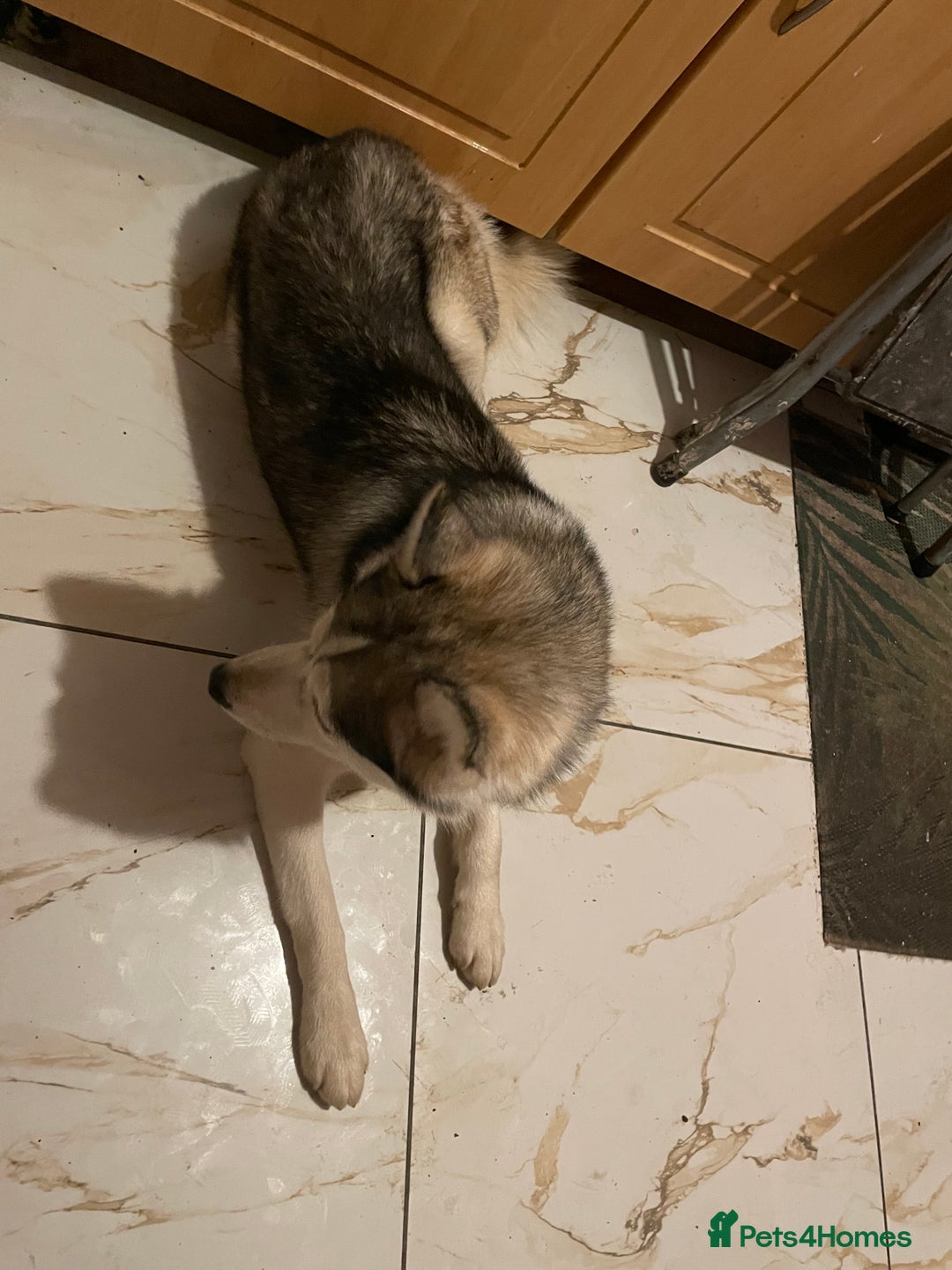 Siberian Husky dogs for sale: Dwarf Siberian husky male  - Advert 6