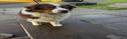 Australian Shepherd dogs for sale: Exceptional KC reg Australian shepherds - Advert 19