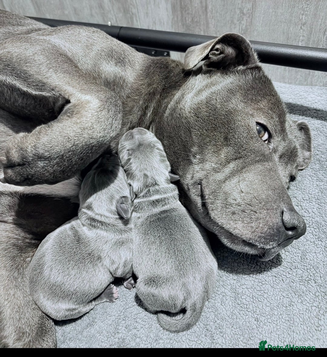 Staffordshire Bull Terrier dogs for sale: Blue Staffordshire bull terriers  - Advert 12