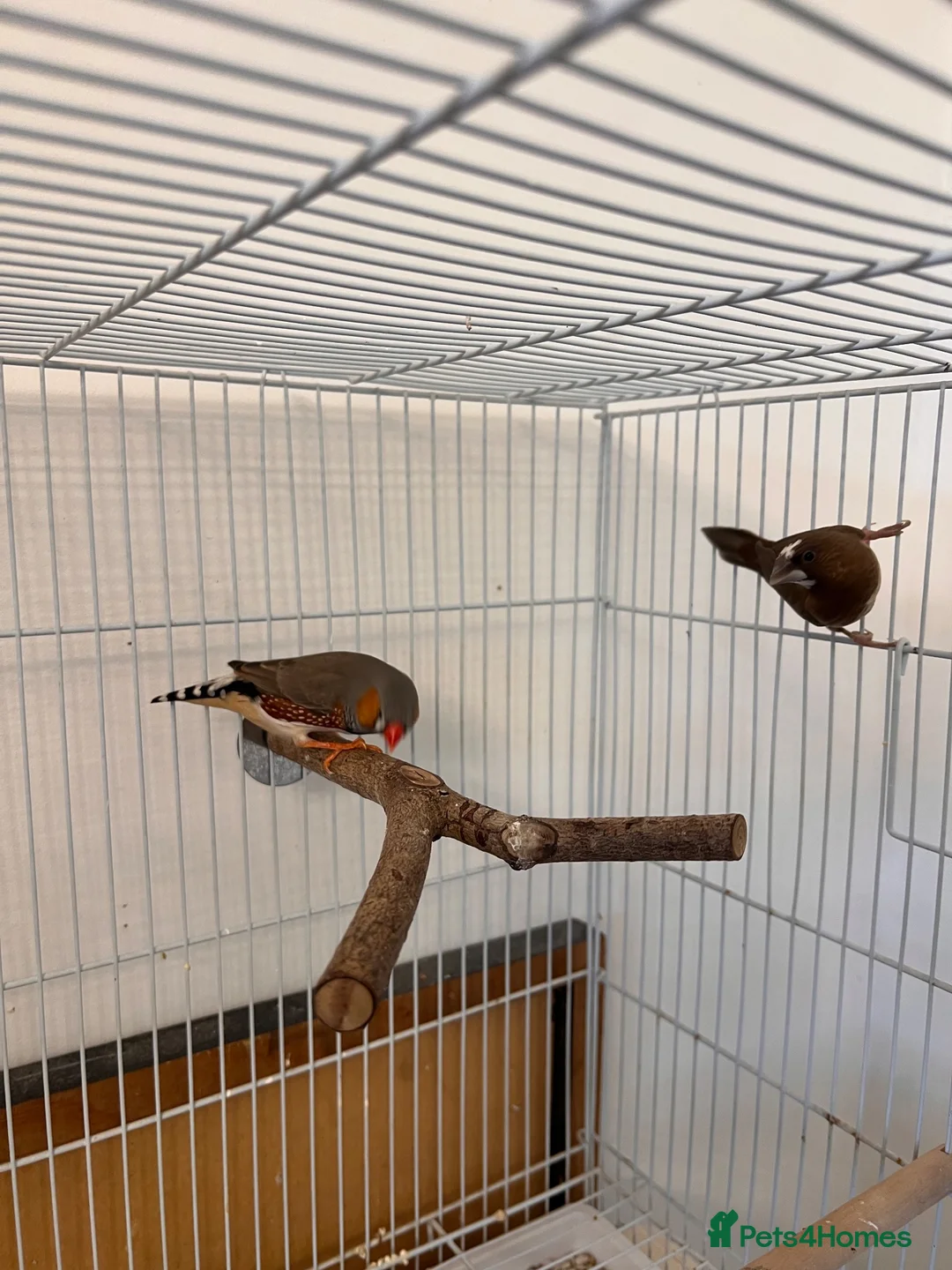 Finches birds for sale: 2 Male Finches for sale  - Advert 4