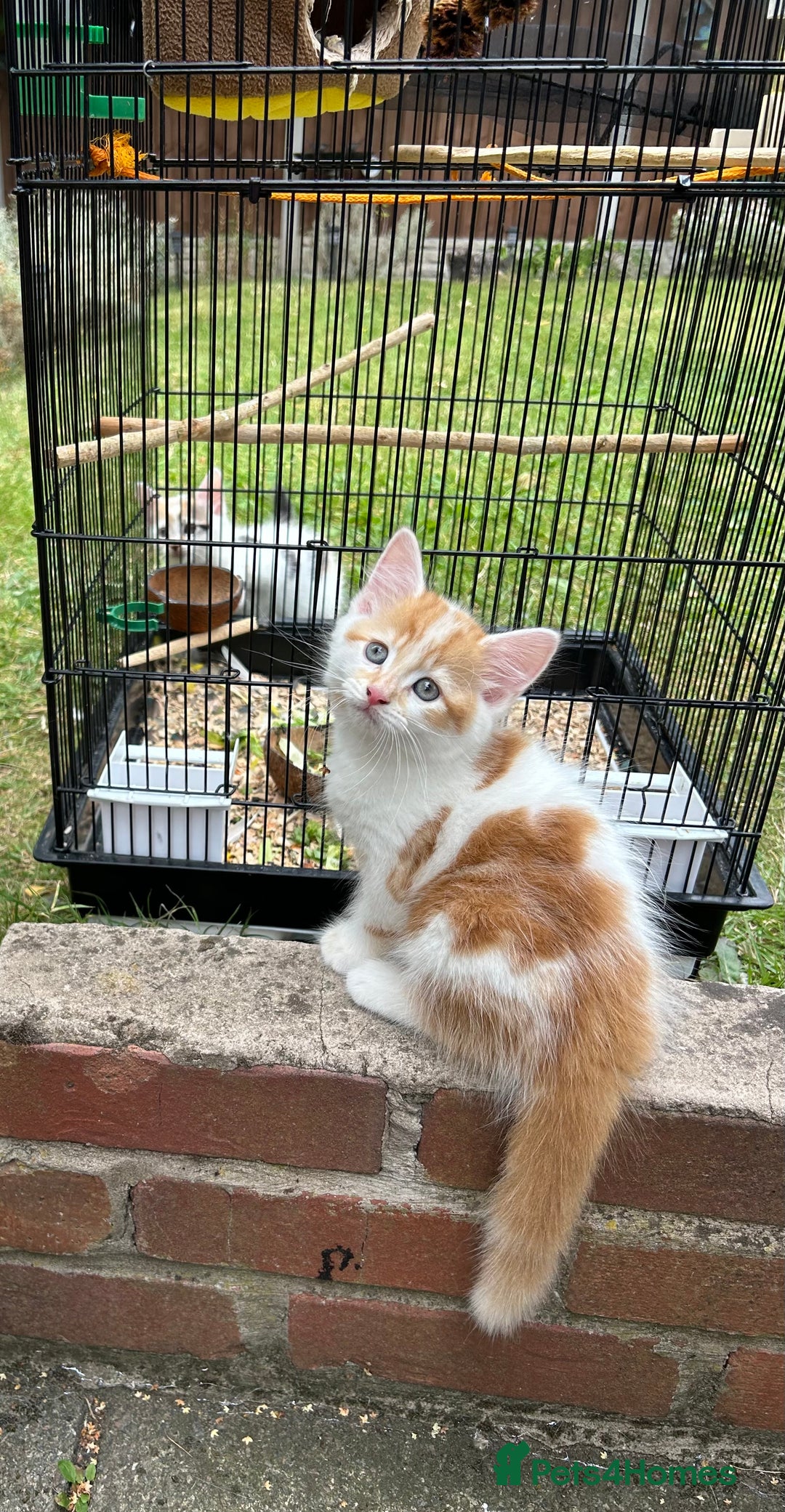 Norwegian Forest Cat cats for sale: handsome red-haired boy - Image 1