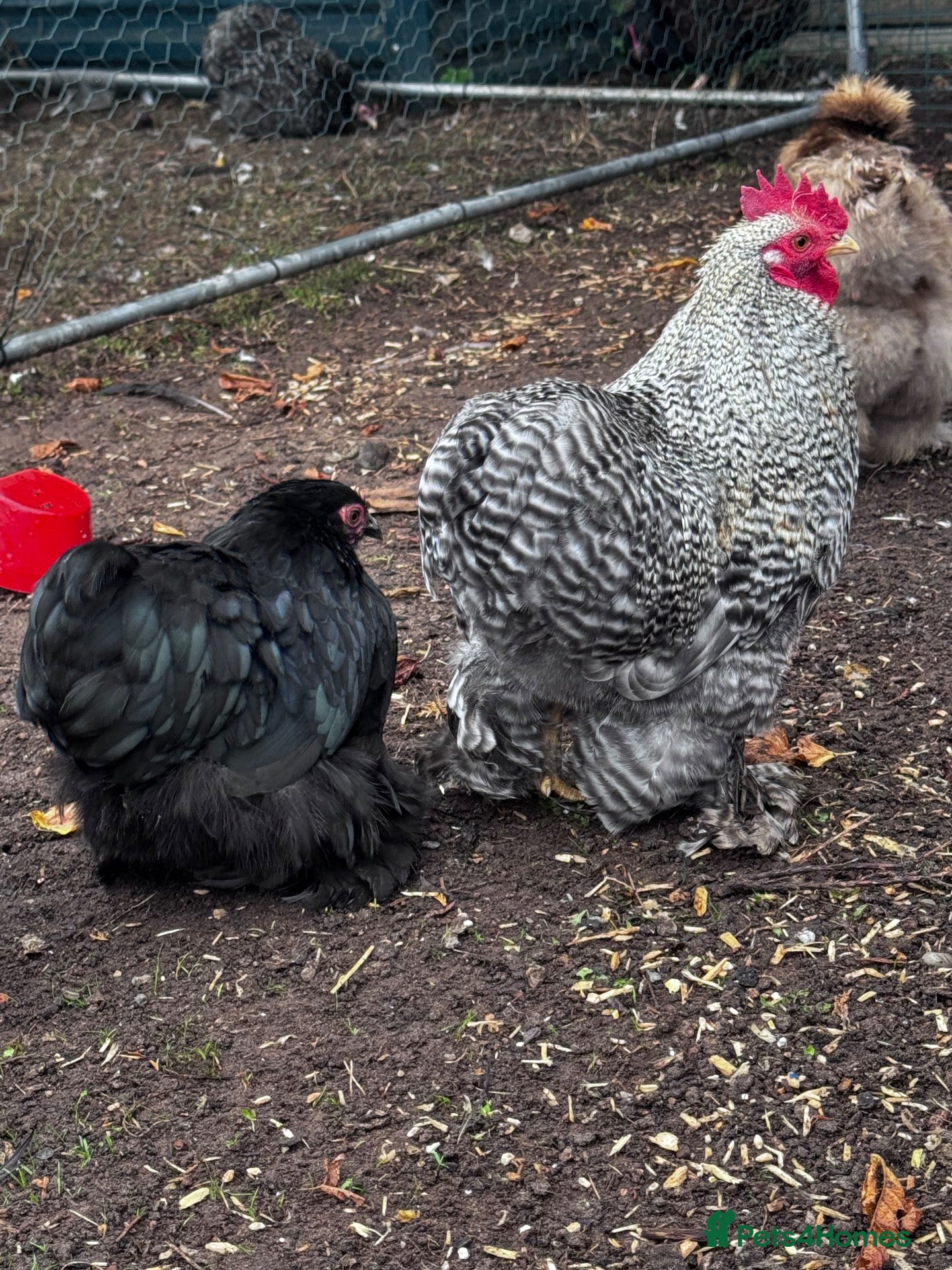 Chickens poultry 2 Pekin bantam pullets and unrelated cockerel  - Advert 1