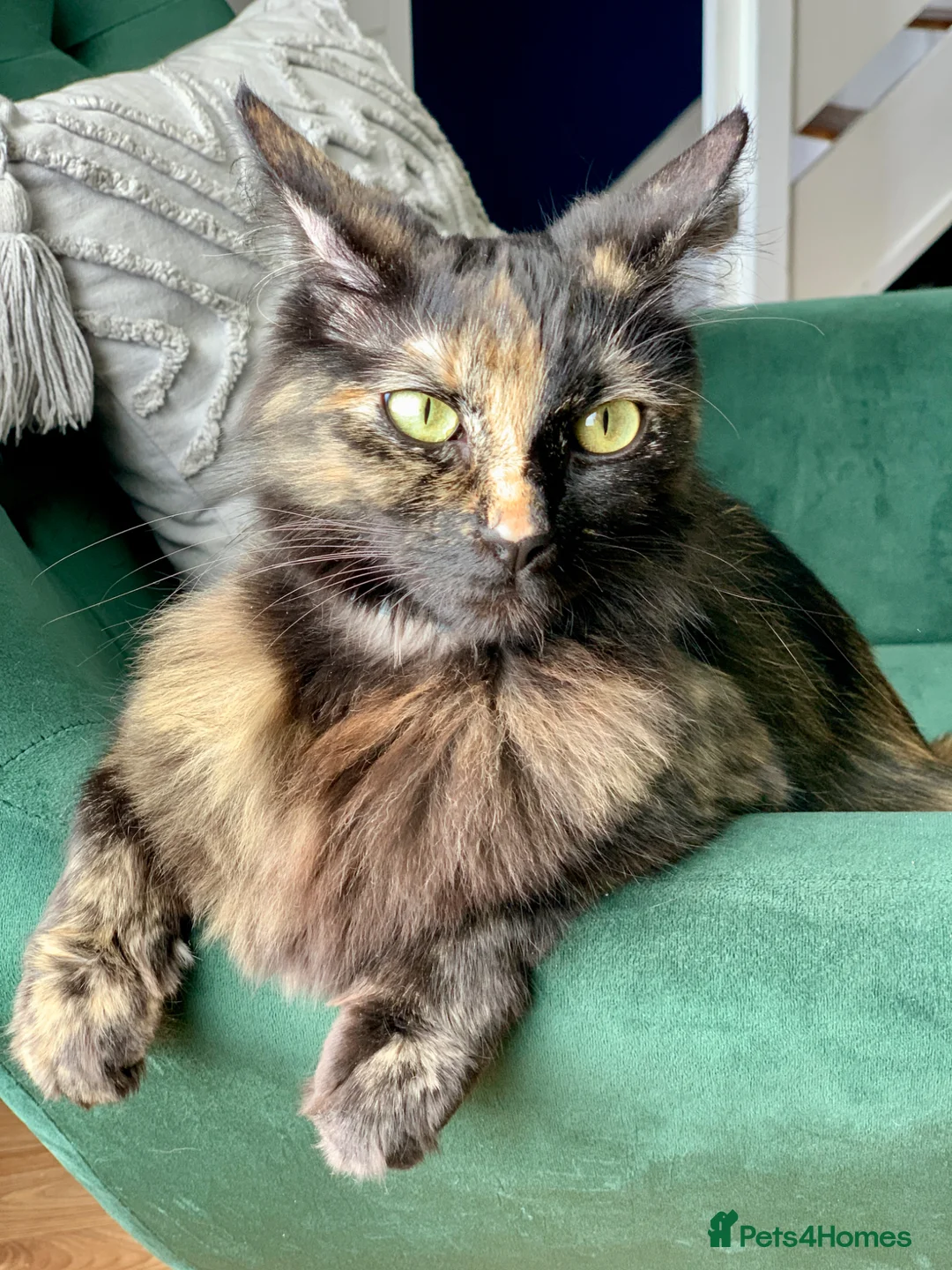 Mixed Breed cats for sale: Ragdoll mix mother - Advert 2