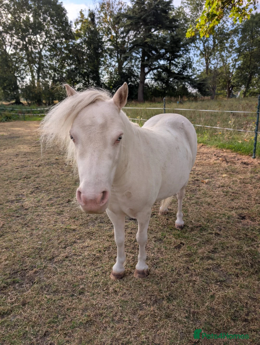Miniature horses for sale: Sweet and Gentle Companion Pony  - Advert 1