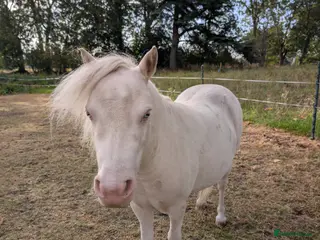Miniature horses Sweet and Gentle Companion Pony - Advert 14