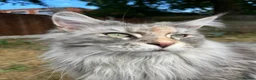 Maine Coon cats for sale: Gorgeous Silver Female Maine Coon  in Colchester - Advert 3