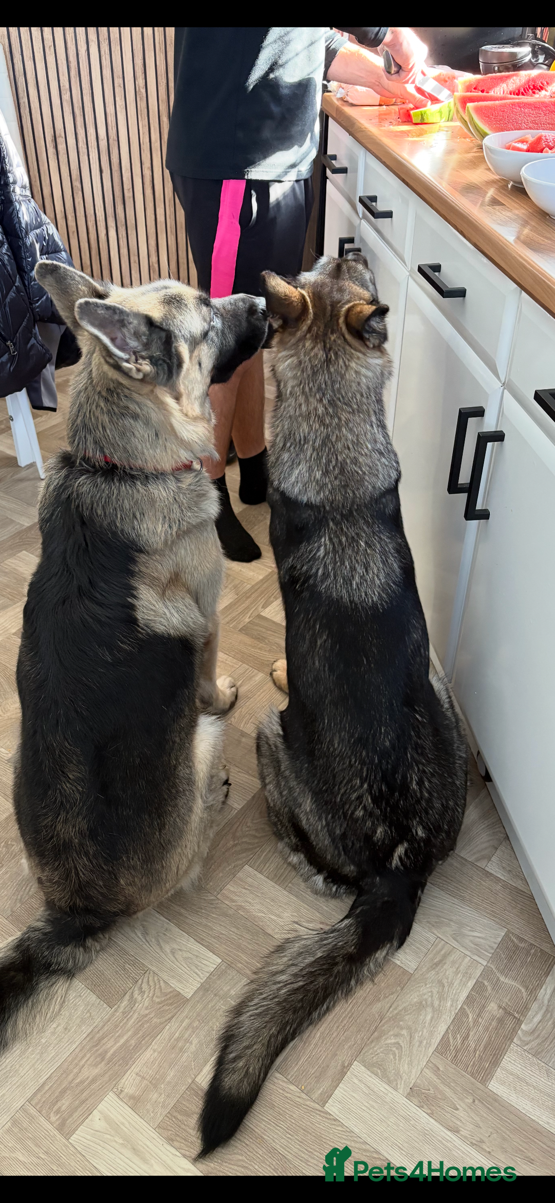 German Shepherd dogs for sale: German shepherd litter  - Image 3