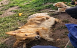 Golden Retriever dogs for sale: Gorgeous dark golden litter - Image 7