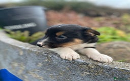 Mixed Breed dogs for sale: Border Jack Puppies (Border Collie X Jack Russel) - Image 20