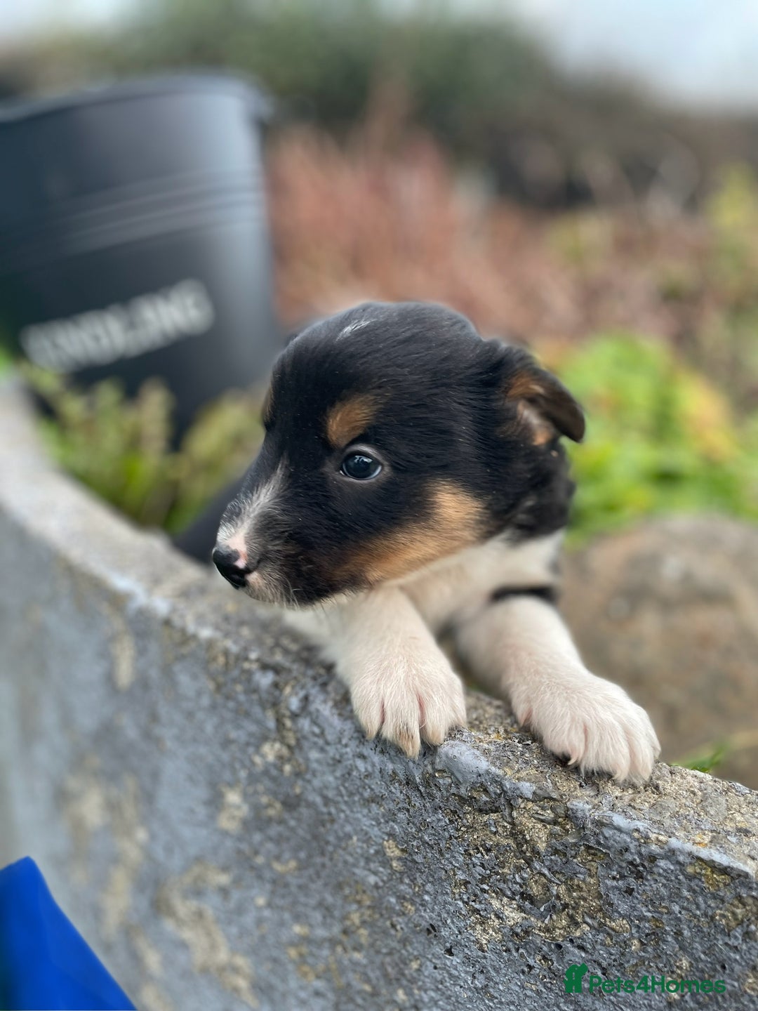 Mixed Breed dogs for sale: Border Jack Puppies (Border Collie X Jack Russel) - Image 20