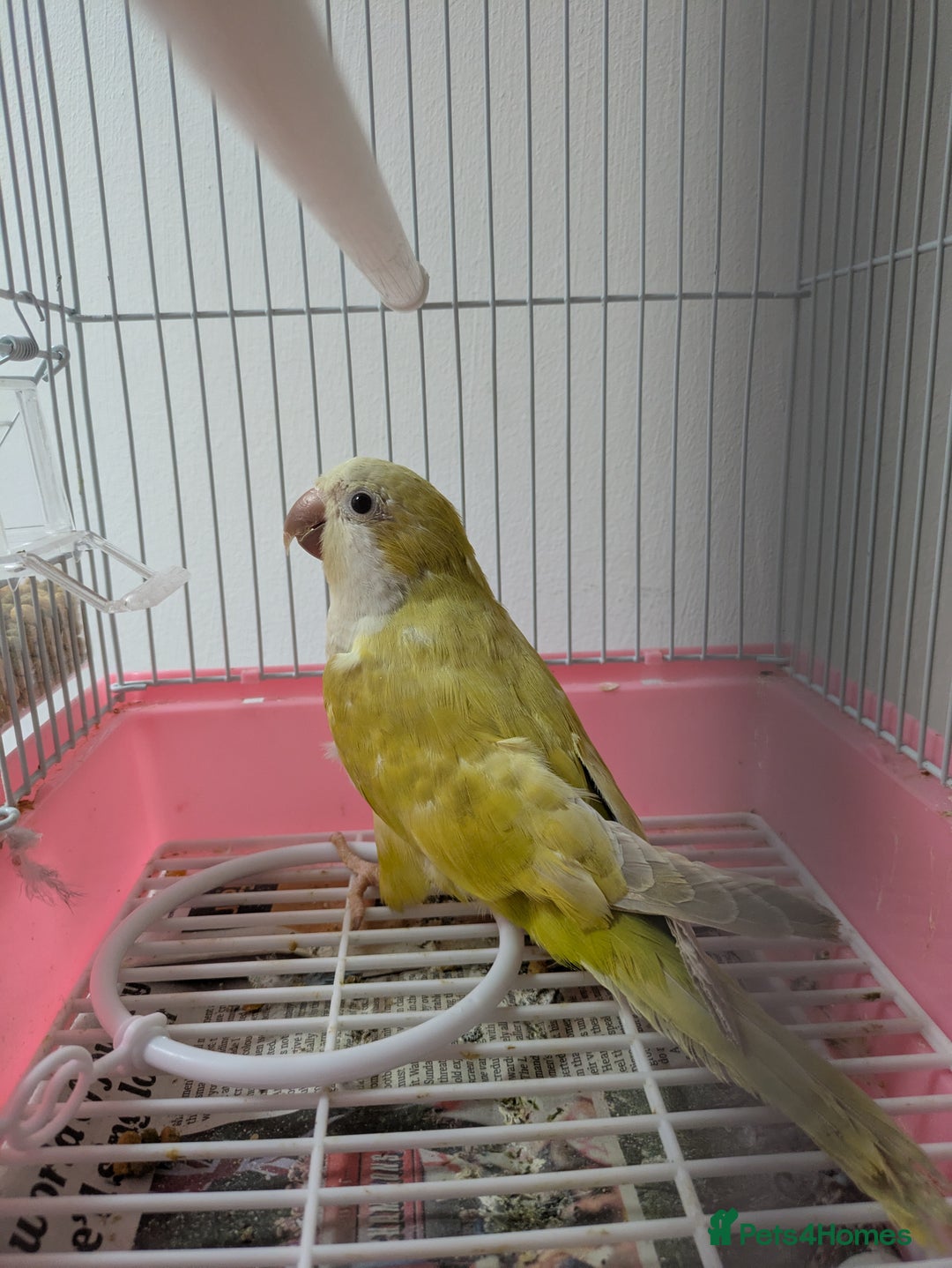 Parakeets birds for sale: Males and females DNA tested Quaker parrots babies - Image 1