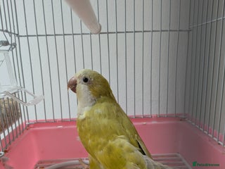 Parakeets birds - Advert 17