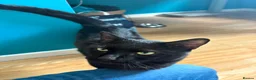 Mixed Breed cats for sale: 2 beautiful boys needing loving homes  - Advert 4