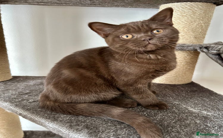 British Shorthair cats - Advert 11