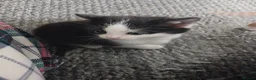 Mixed Breed cats for sale: 1 black and white female kitten left  - Advert 5