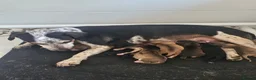 Mixed Breed dogs for sale: Mixed breed puppies for sale in Littlehampton - Advert 14
