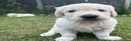 Golden Retriever dogs for sale: Gorgeous Chunky Golden Retriever Puppies - Advert 25