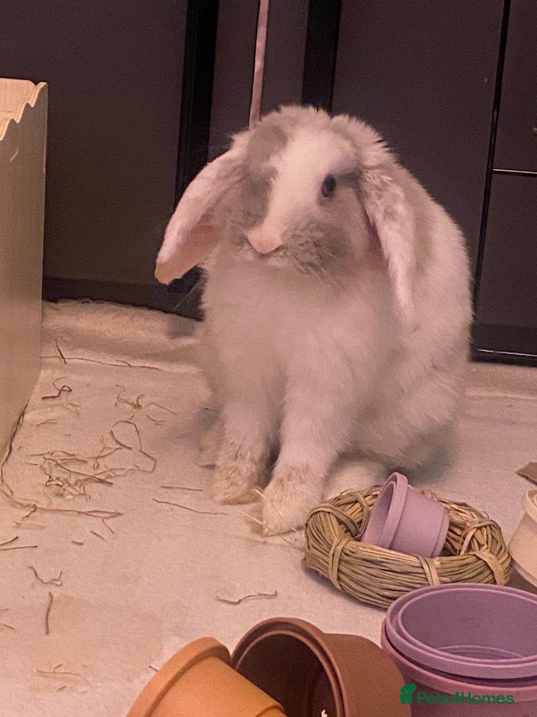 Mini Lop rabbits for sale: Female mini lop  - Image 7