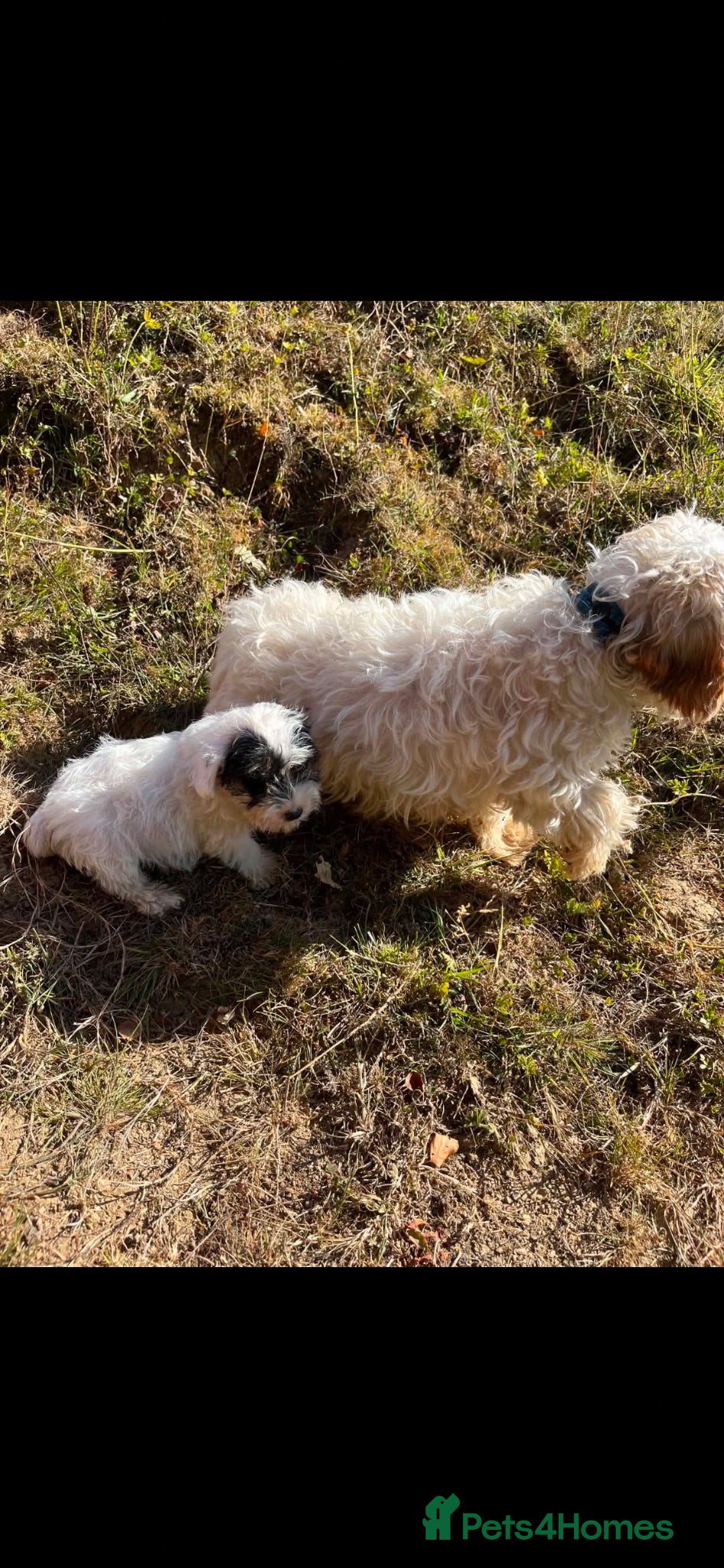 Sealyham Terrier dogs Sealyham puppies  - Advert 1