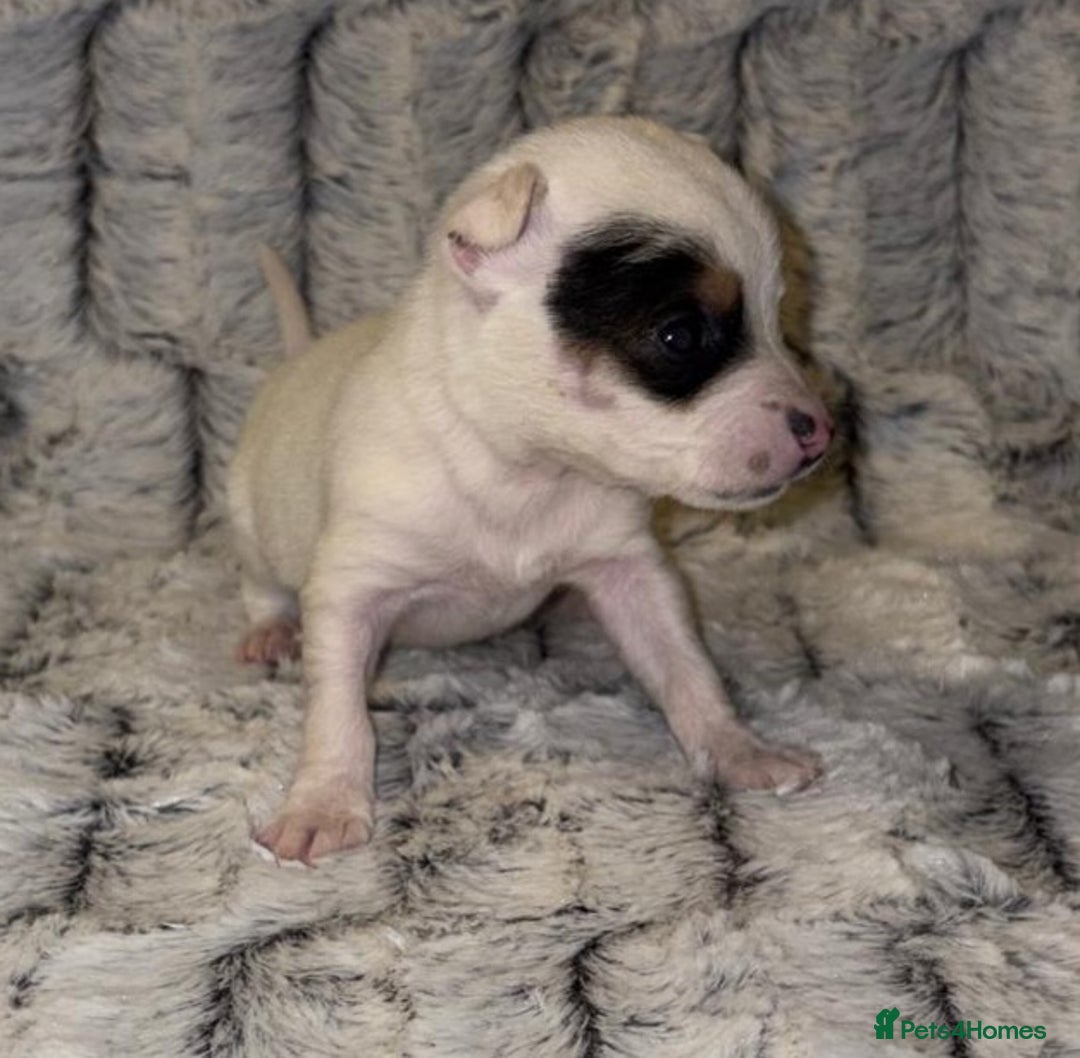 Jack Russell dogs for sale: Miniature jack Russell puppies - Advert 9