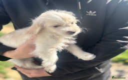 Mixed Breed dogs for sale: Beautiful Peekapoo’s very rare breed - Image 1