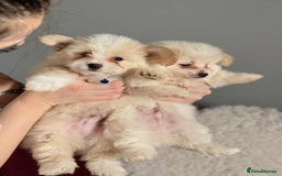 Mixed Breed dogs for sale: Maltipom puppies / Maltese x Pomeranian  - Advert 3