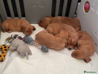 Cockerdor dogs Fox red Cockerdor pups - Advert 11