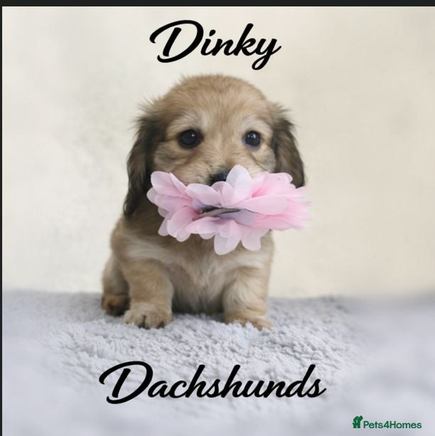 Miniature Dachshund dogs  Long haired mini dachshunds  ready next weeks - Advert 2