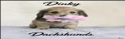 Miniature Dachshund dogs for sale:  Long haired mini dachshunds ready to leave  - Advert 2