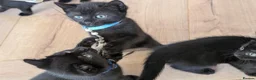 Mixed Breed cats for sale: Kitten  - Advert 23
