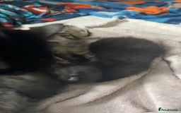 Mixed Breed cats for sale: 6 kittens looking for new homes  - Advert 6