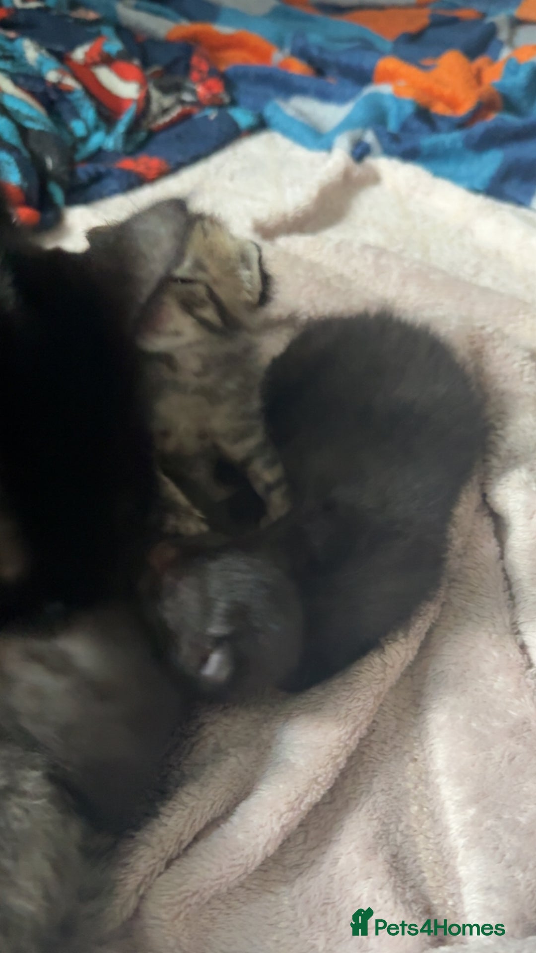 Mixed Breed cats for sale: 6 kittens looking for new homes  - Advert 6