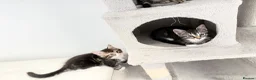 Mixed Breed cats for sale: 7 Adorable Mixed Breed Kittens - Advert 8