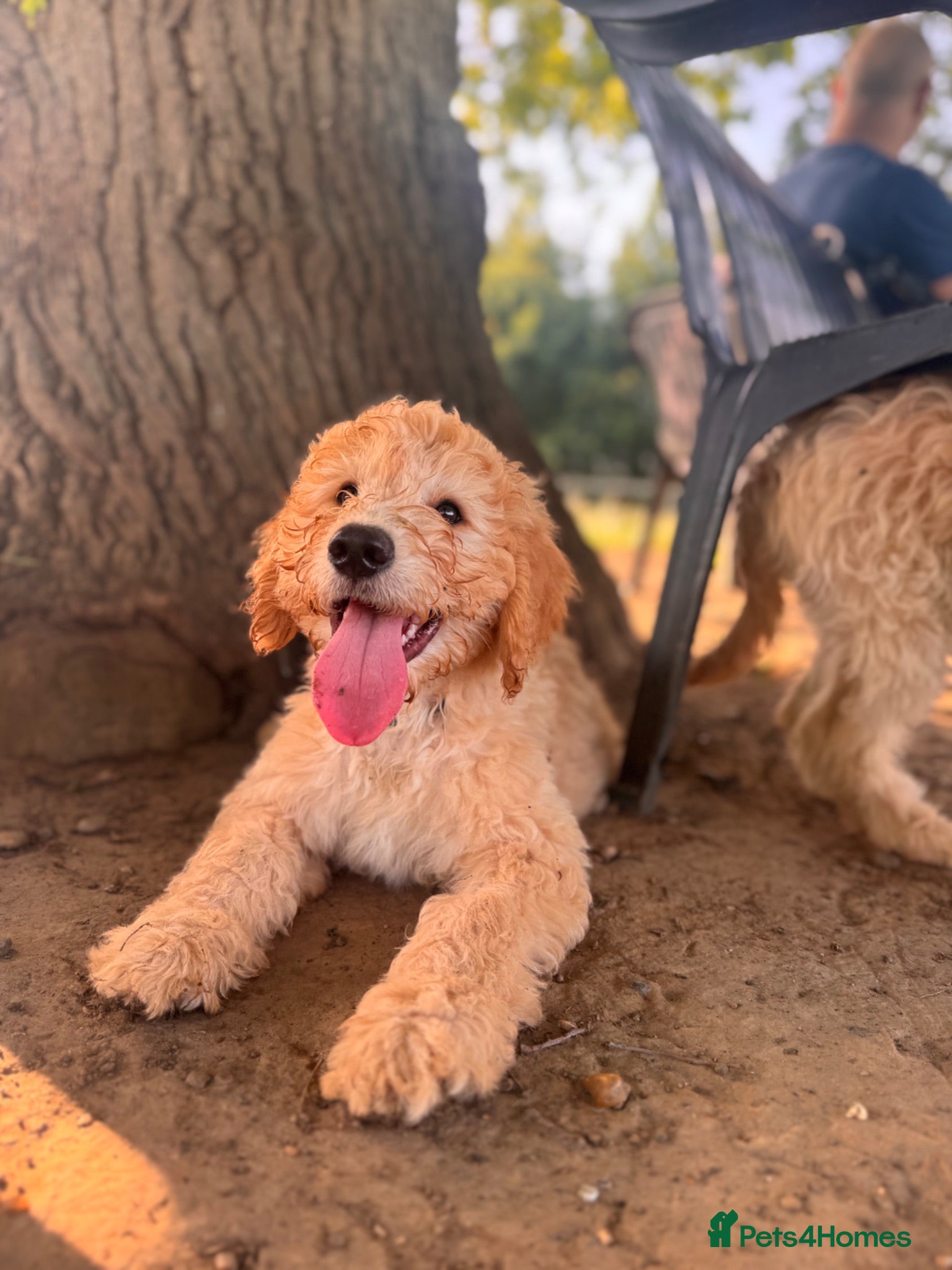 Australian Labradoodle dogs Last 4 Adorable Australian Labradoodles - Advert 2