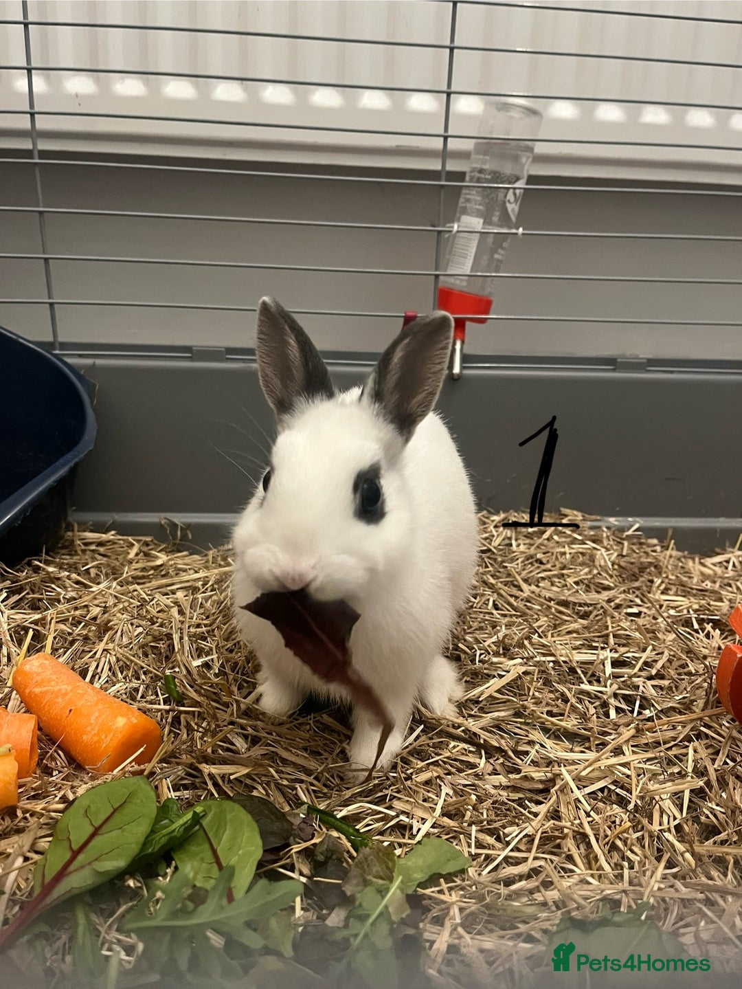Mixed Breed rabbits for sale: 2 female rabbits  - Advert 2