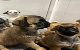 Pug dogs for sale: Full panda pugs - Image 14