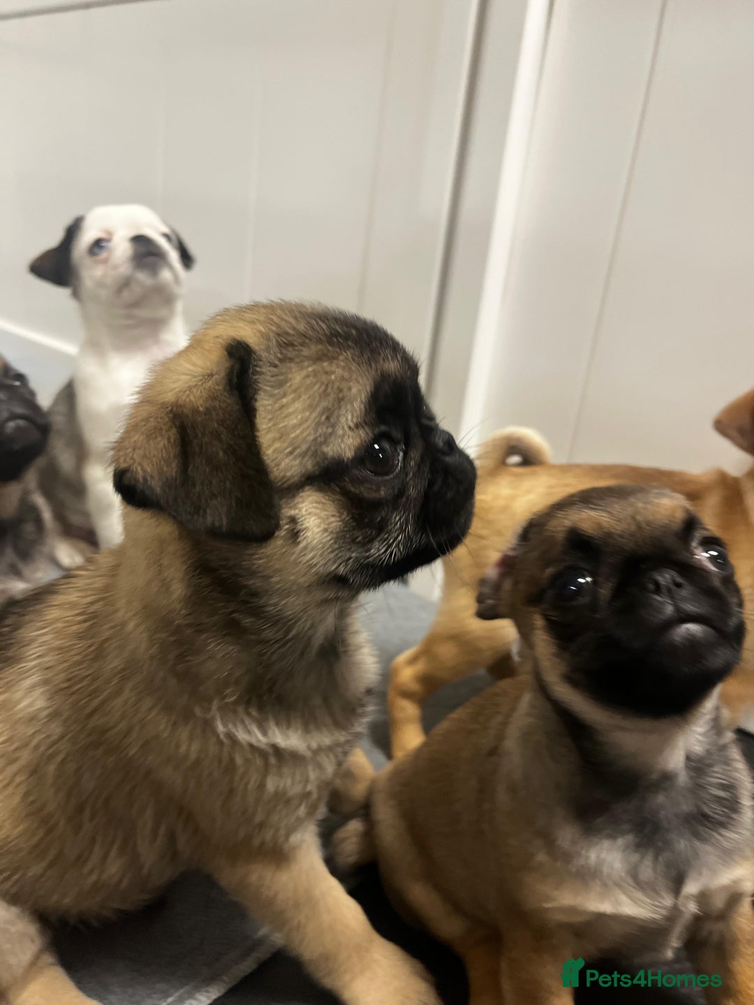 Pug dogs for sale: Full panda pugs - Image 14