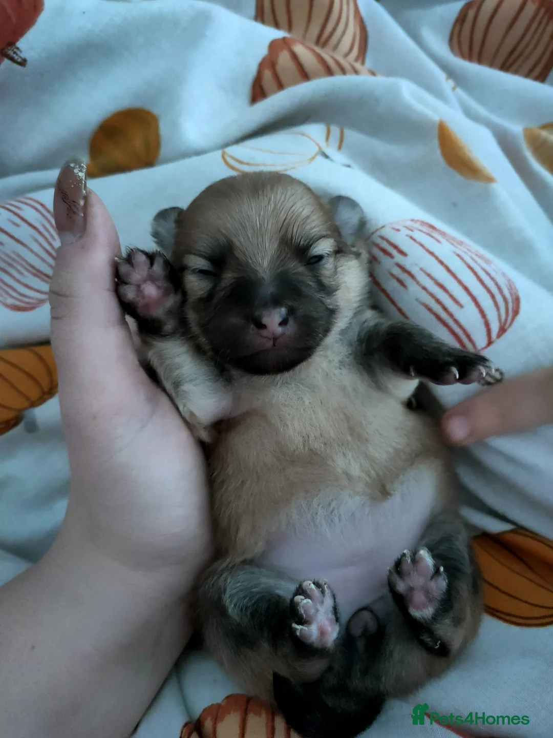 Pomeranian dogs for stud: Rocket Pomeranian stud  in Romford - Advert 16