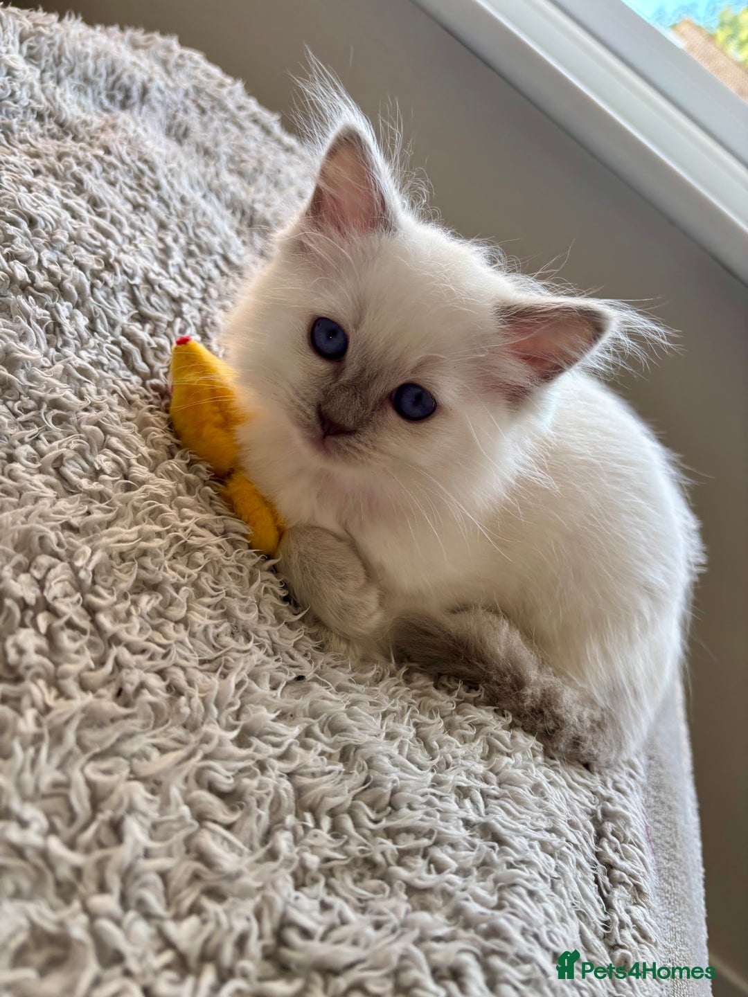 Ragdoll cats for sale: Female lilac point Ragdoll kitten - Image 3